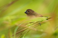 Louskac nikaragujsky - Sporophila (Oryzoborus) nuttingi - Nicaraguan Seed-finch o2196